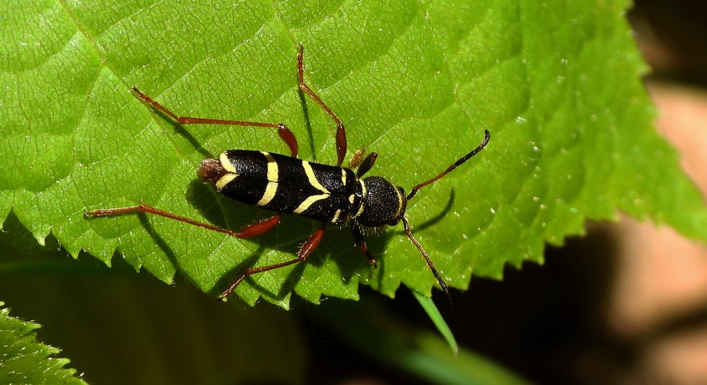Biegowiec osowaty (Clytus arietis)