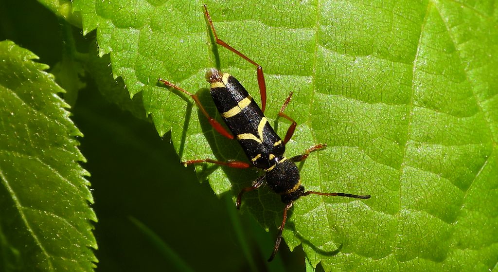 Biegowiec osowaty (Clytus arietis)