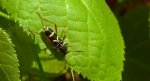 Biegowiec osowaty (Clytus arietis)