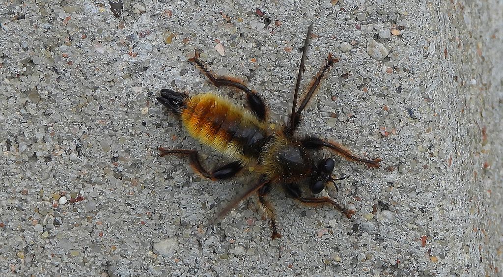 Wierzchołówka żółtowłosa (Laphria flava)