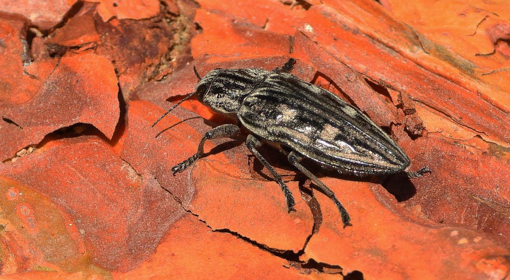 Miedziak sosnowiec (Chalcophora mariana)