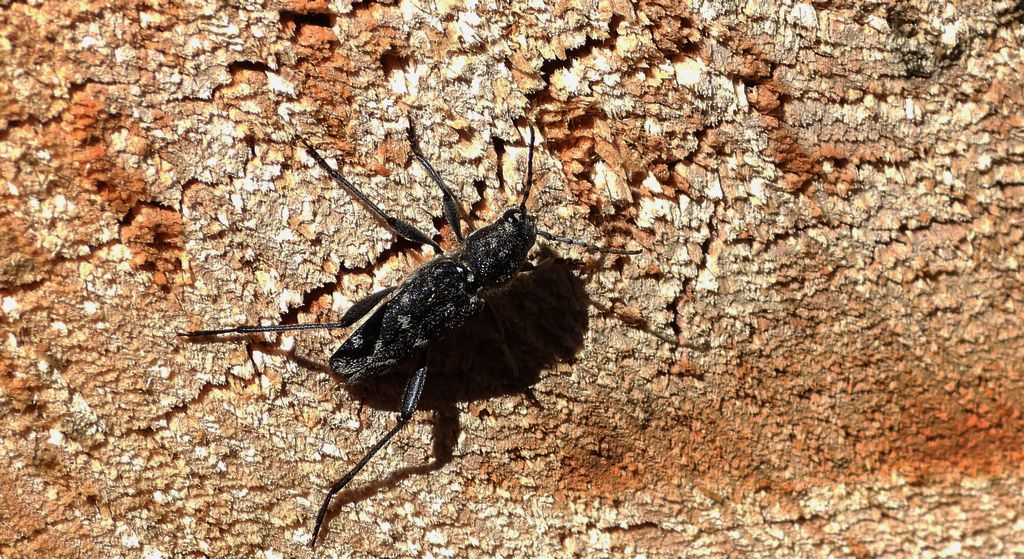 Drzeworadek topolowy (Xylotrechus rusticus)