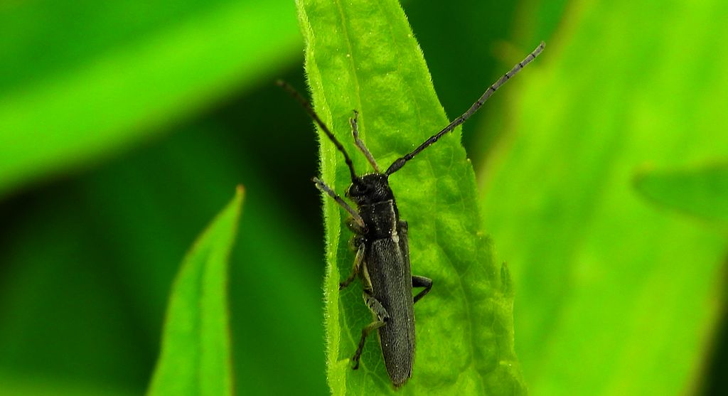 Ziolarka bylicowa (Phytoecia nigricornis)
