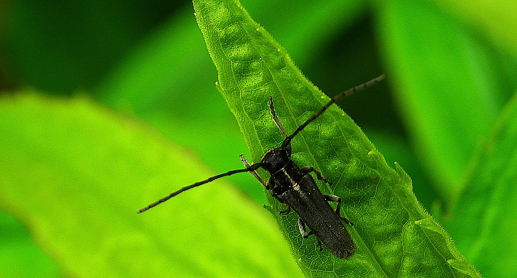 Ziolarka bylicowa (Phytoecia nigricornis)