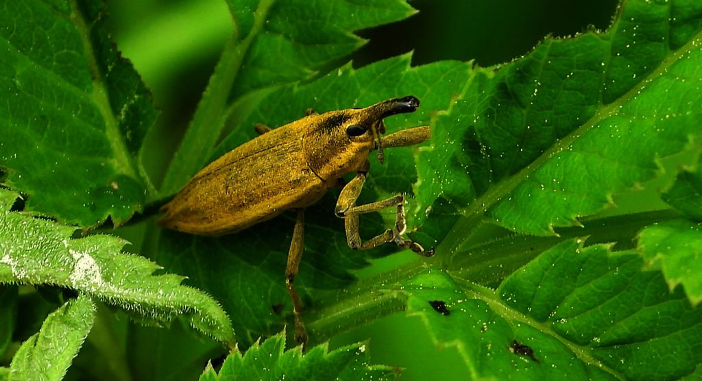 Kulczanka kosaćcówka (Lixus iridis)
