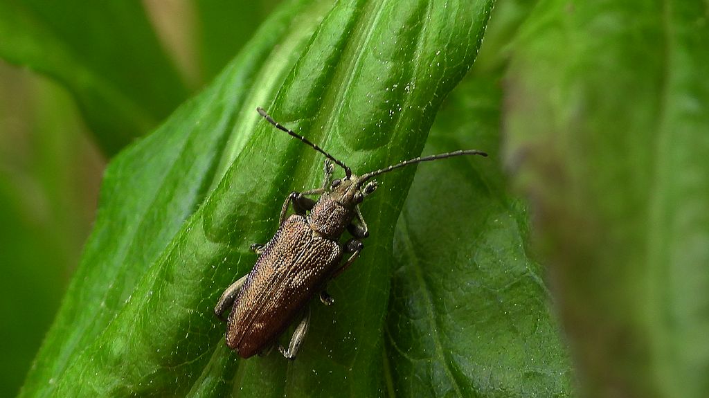 Rzęsielnica turzycówka (Donacia brevicornis)
