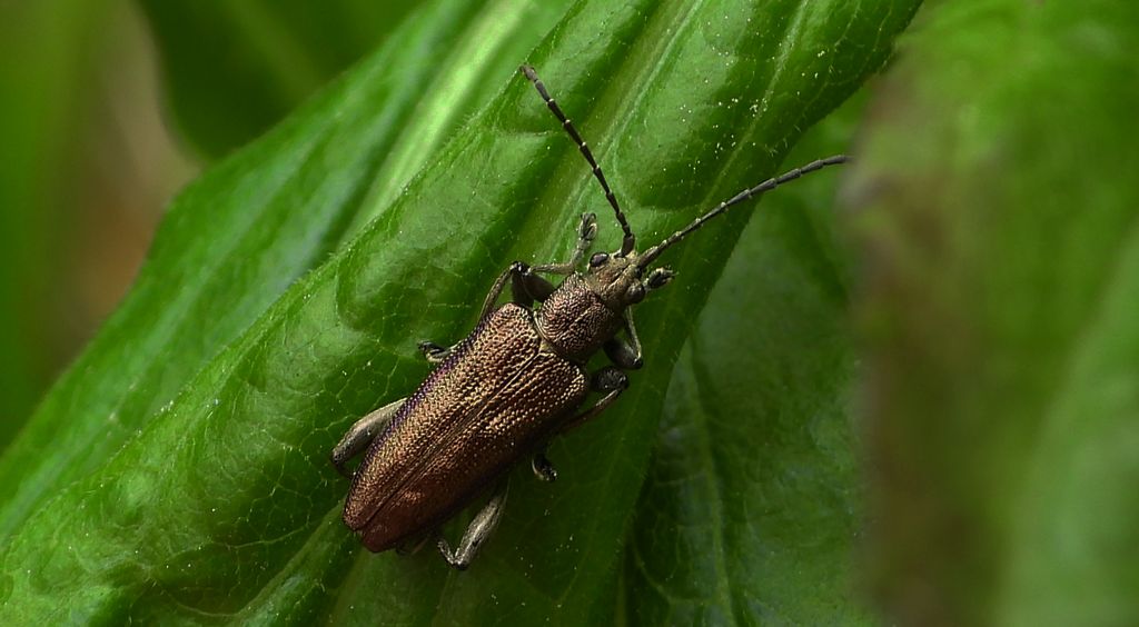 Rzęsielnica turzycówka (Donacia brevicornis)