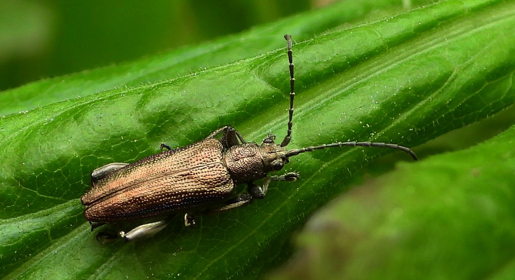 Rzęsielnica turzycówka (Donacia brevicornis)