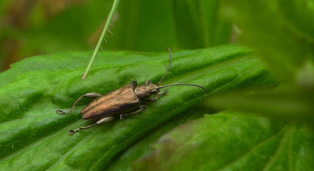 Rzęsielnica turzycówka (Donacia brevicornis)
