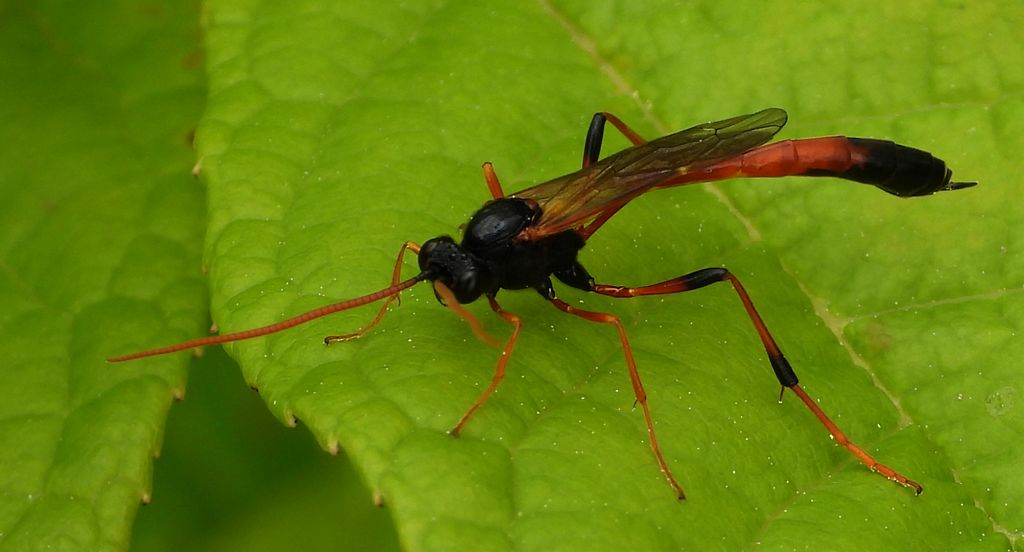 Therion circumflexum