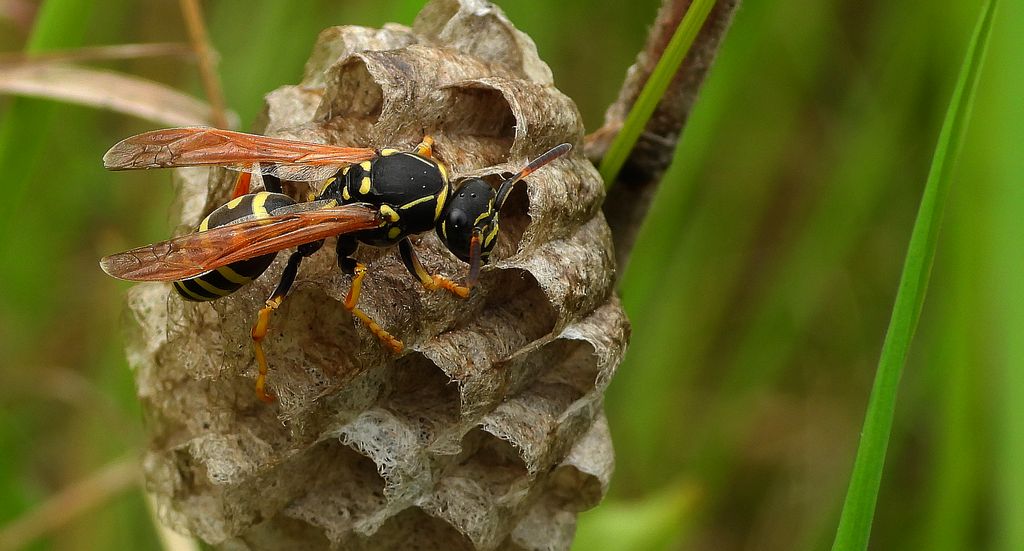 Klecanka łodygowa (Polistes bischoffi)