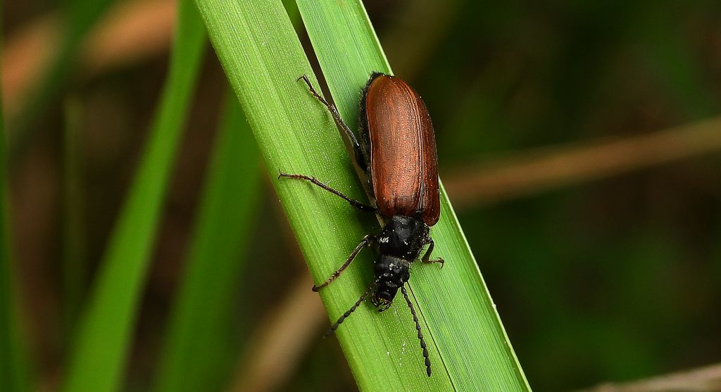 Barczak (Omophlus pubescens)