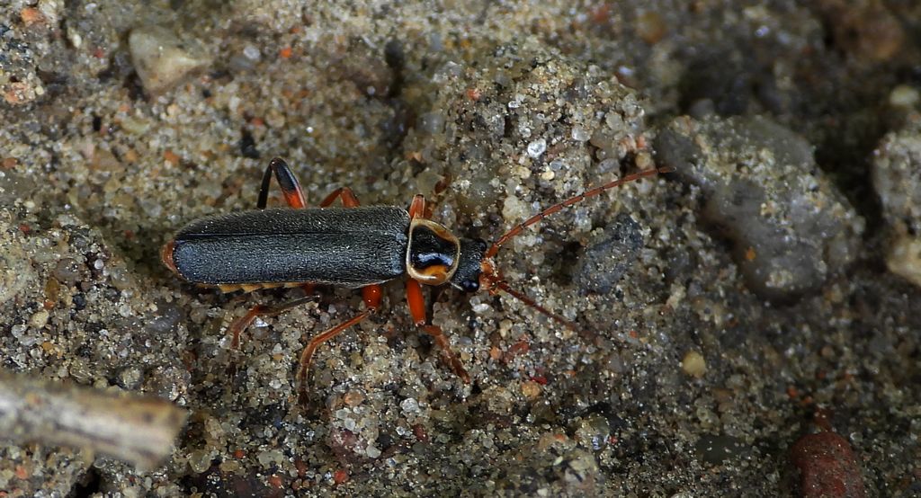 Omomiłek szarowłosy (Cantharis nigricans)