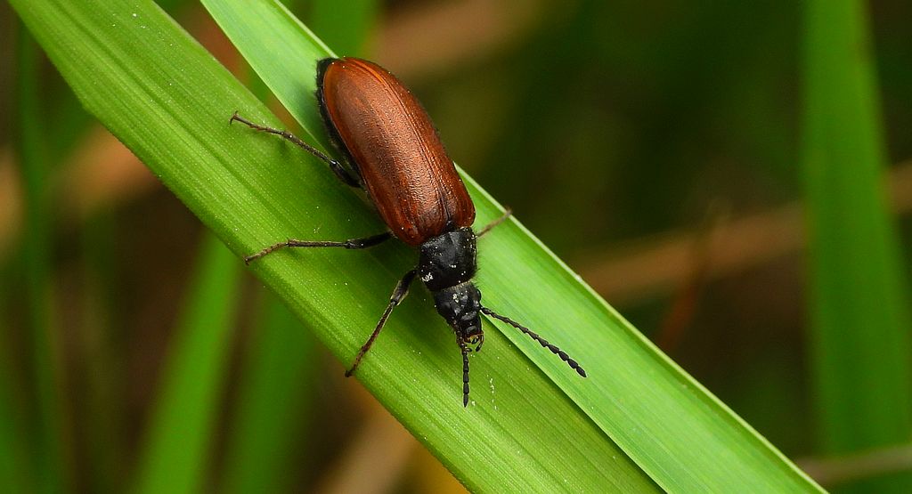 Barczak (Omophlus pubescens)