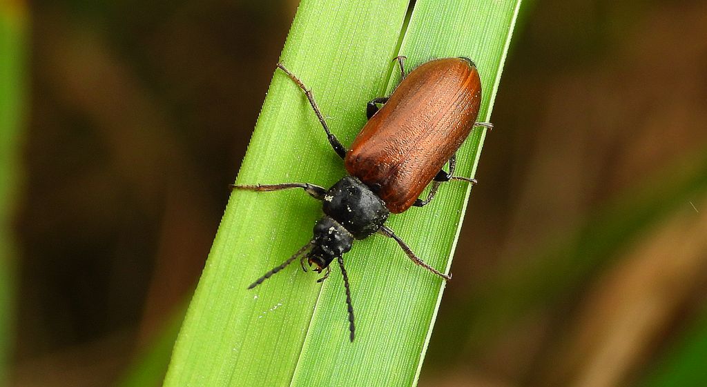 Barczak (Omophlus pubescens)