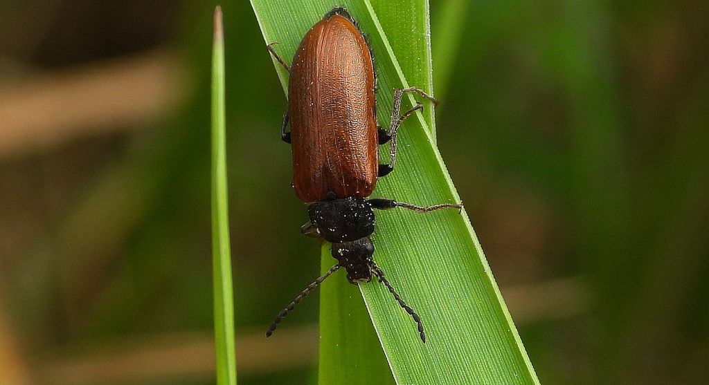Barczak (Omophlus pubescens)