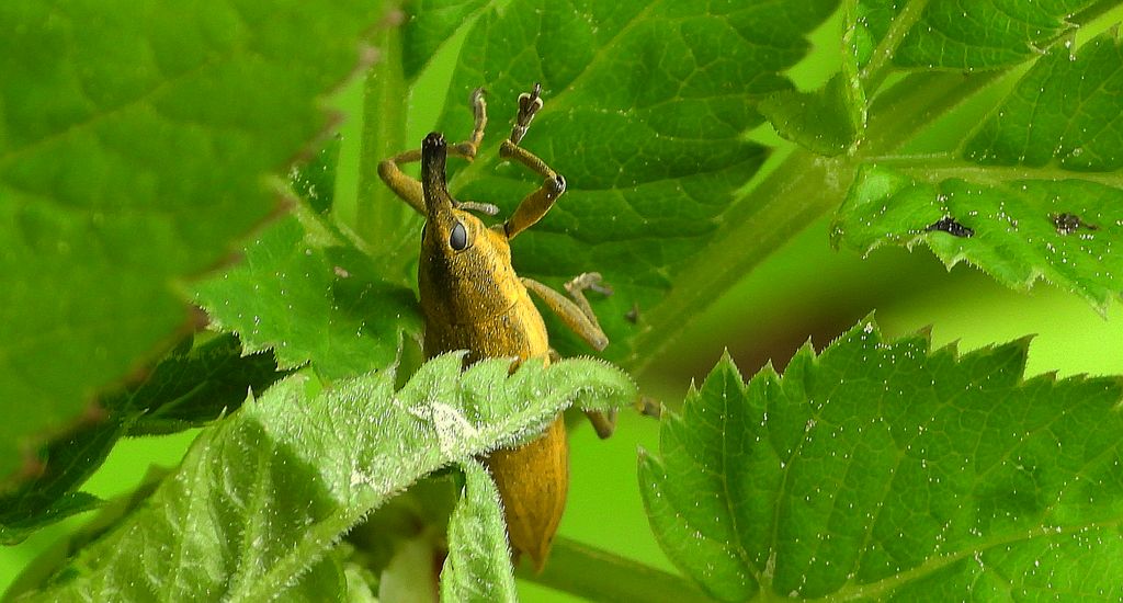 Kulczanka kosaćcówka (Lixus iridis)
