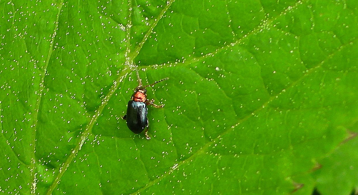 Skrzypionka zbożowa (Oulema melanopus)
