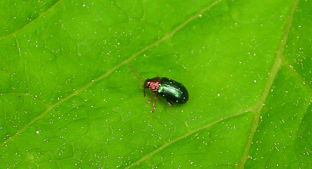 Skrzypionka zbożowa (Oulema melanopus)