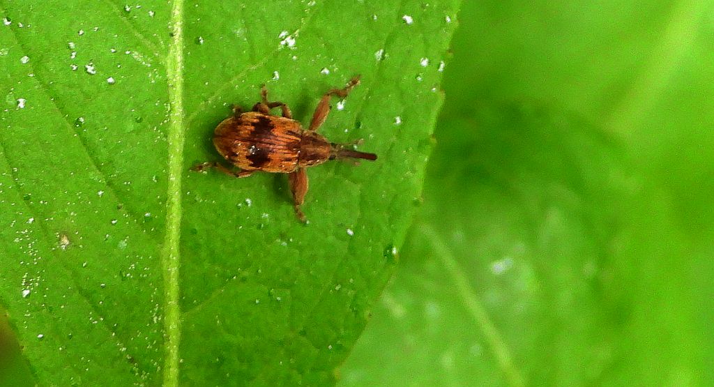 Drzewiaczek jesionowy (Lignyodes bischoffi)