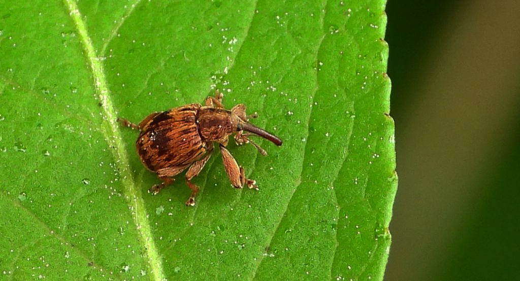 Drzewiaczek jesionowy (Lignyodes bischoffi)