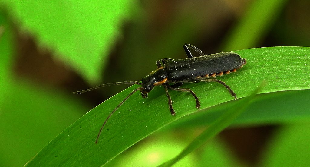 Omomiłek czarny (Cantharis obscura)
