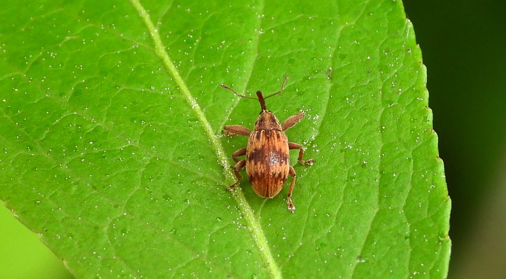 Drzewiaczek jesionowy (Lignyodes bischoffi)