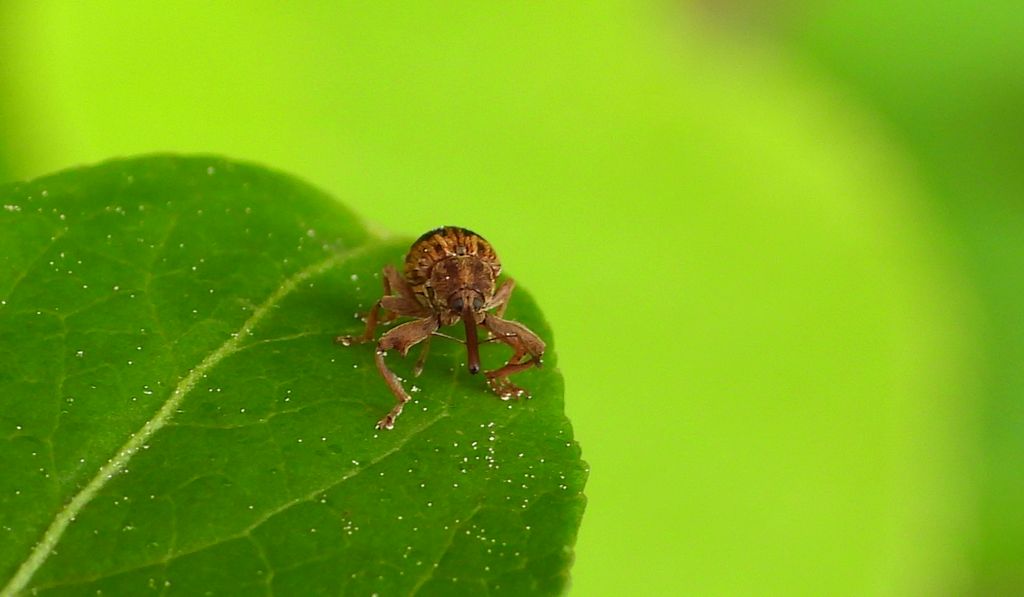 Drzewiaczek jesionowy (Lignyodes bischoffi)