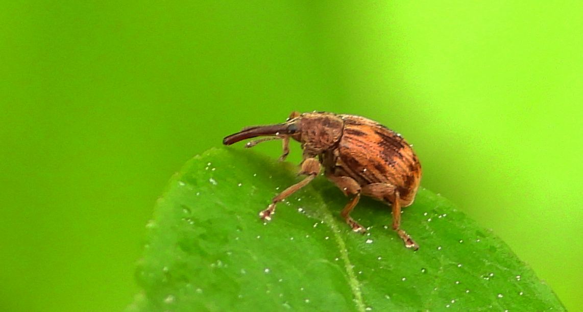 Drzewiaczek jesionowy (Lignyodes bischoffi)