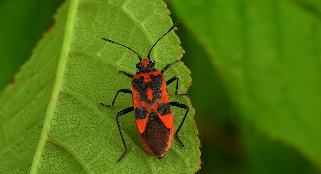 Glinik lulkarz (Corizus hyoscyami)