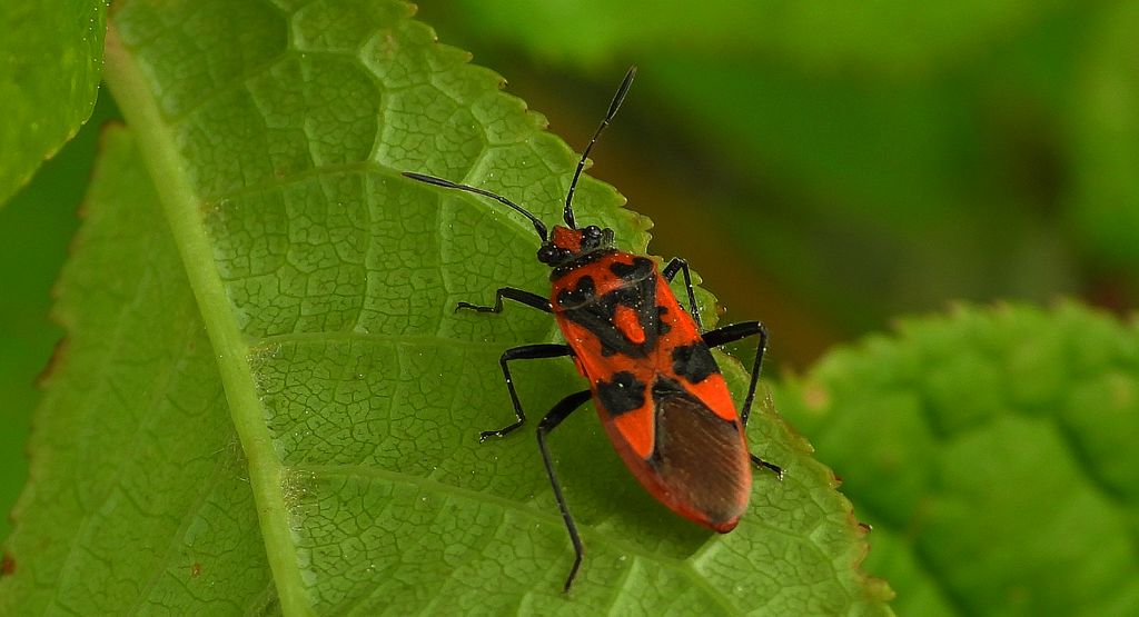 Glinik lulkarz (Corizus hyoscyami)