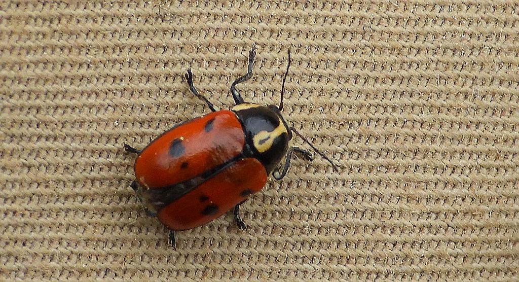 Zmróżka ośmioplamka (Cryptocephalus octopunctatus)