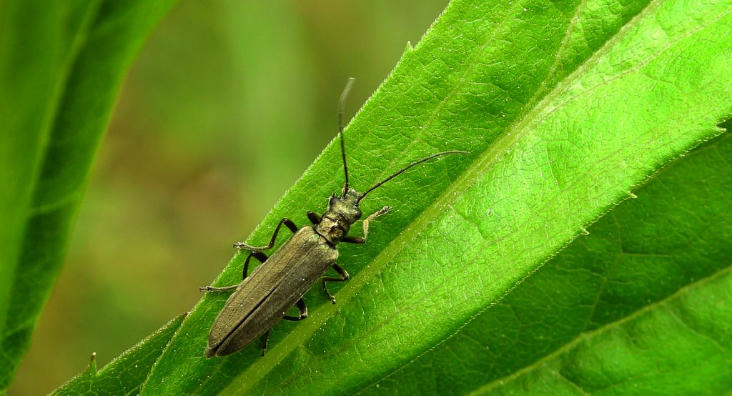 Zalęszczyca zielona (Oedemera virescens)
