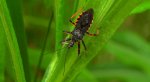 Srogoń napastnik (Rhynocoris annulatus)