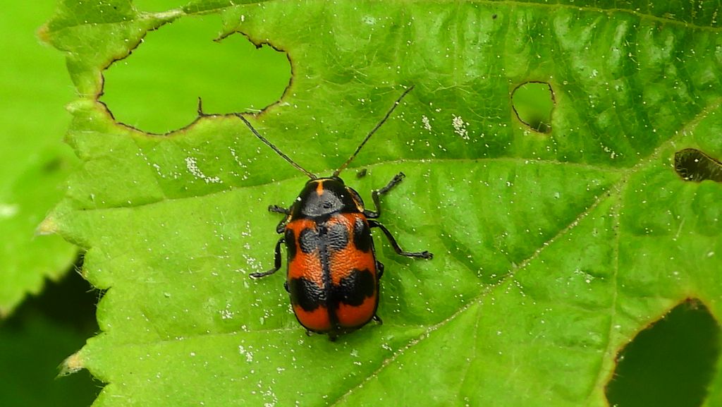 Zmróżka pięcioplamka (Cryptocephalus quinquepunctatus)