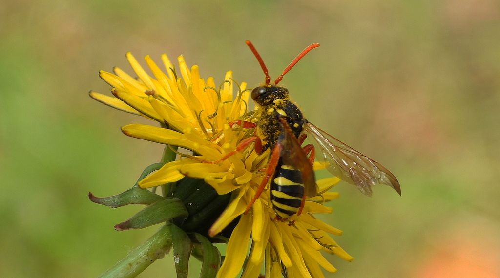 Koczownica wierzbowo-pięciornikowa (Nomada bifasciata)