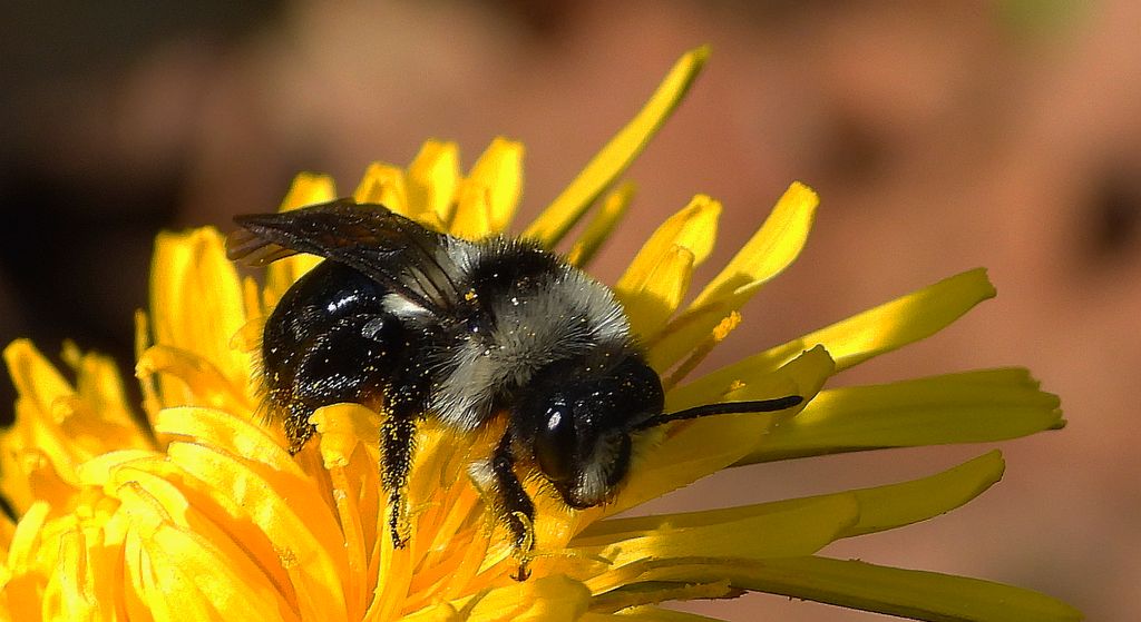 Pszczolinka niebieskawa (Andrena cineraria)