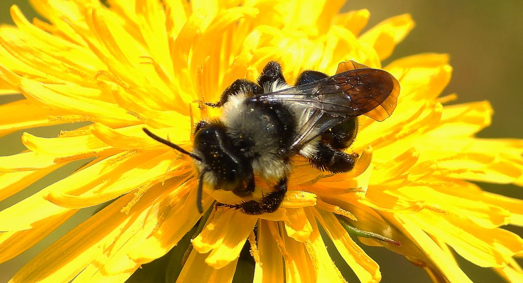 Pszczolinka niebieskawa (Andrena cineraria)