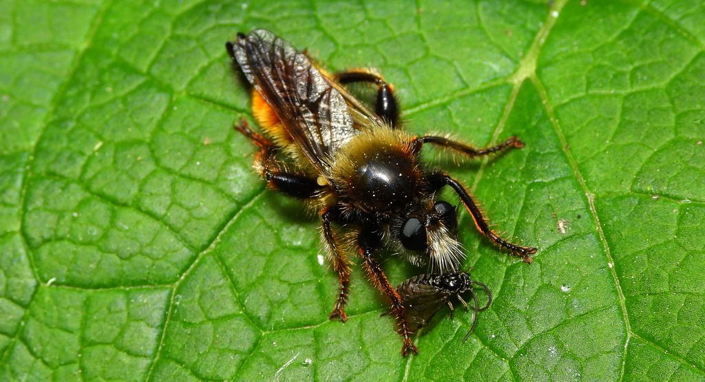 Wierzchołówka żółtowłosa (Laphria flava)