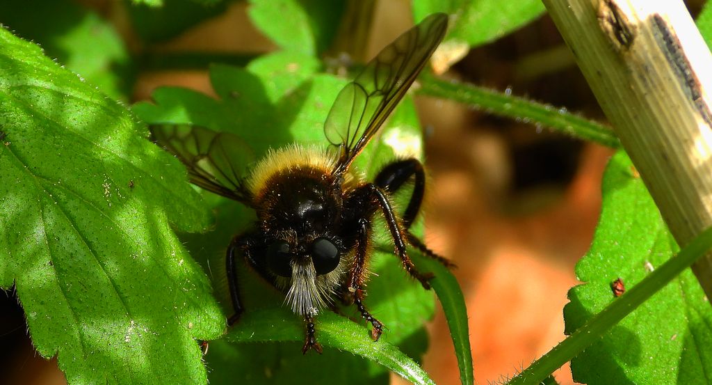 Wierzchołówka żółtowłosa (Laphria flava)