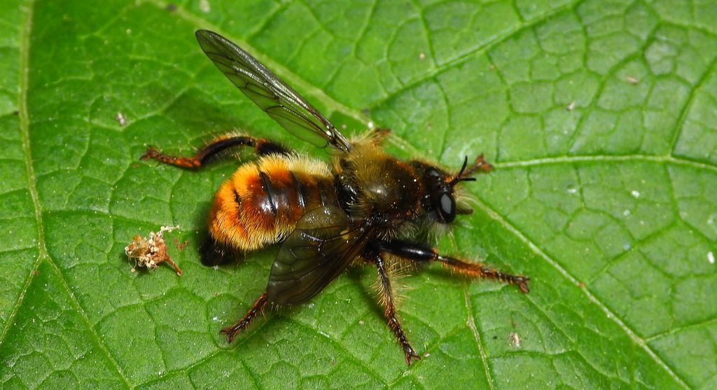 Wierzchołówka żółtowłosa (Laphria flava)