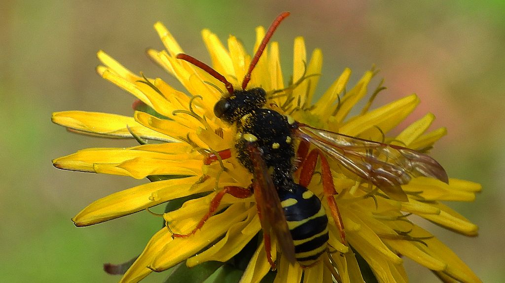Koczownica wierzbowo-pięciornikowa (Nomada bifasciata)