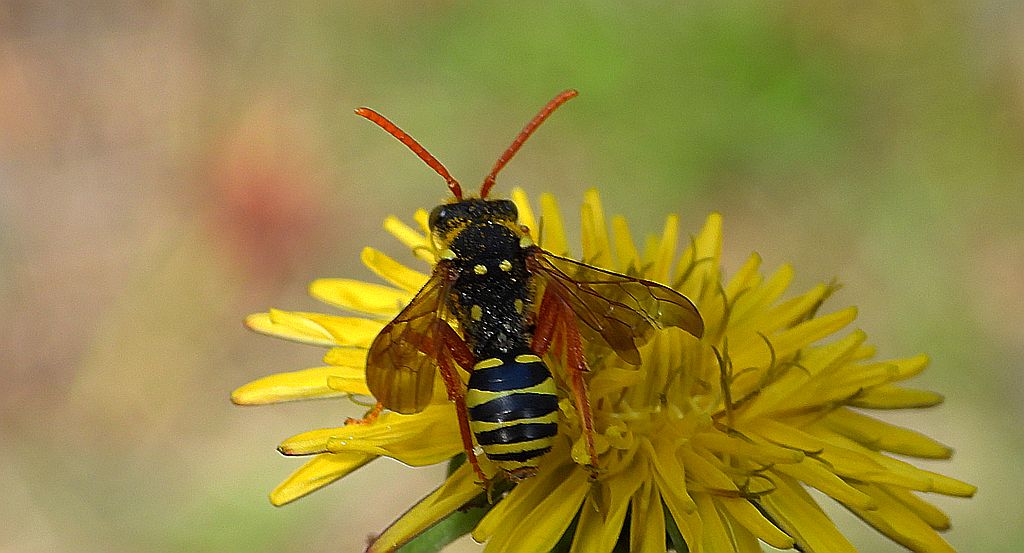 Koczownica wierzbowo-pięciornikowa (Nomada bifasciata)