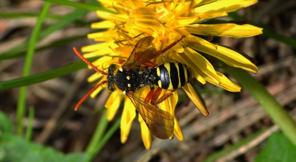 Koczownica wierzbowo-pięciornikowa (Nomada bifasciata)