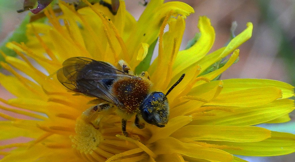 Pszczolinka wiosenna (Andrena haemorrhoa)