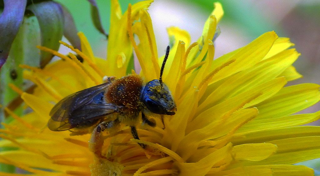 Pszczolinka wiosenna (Andrena haemorrhoa)