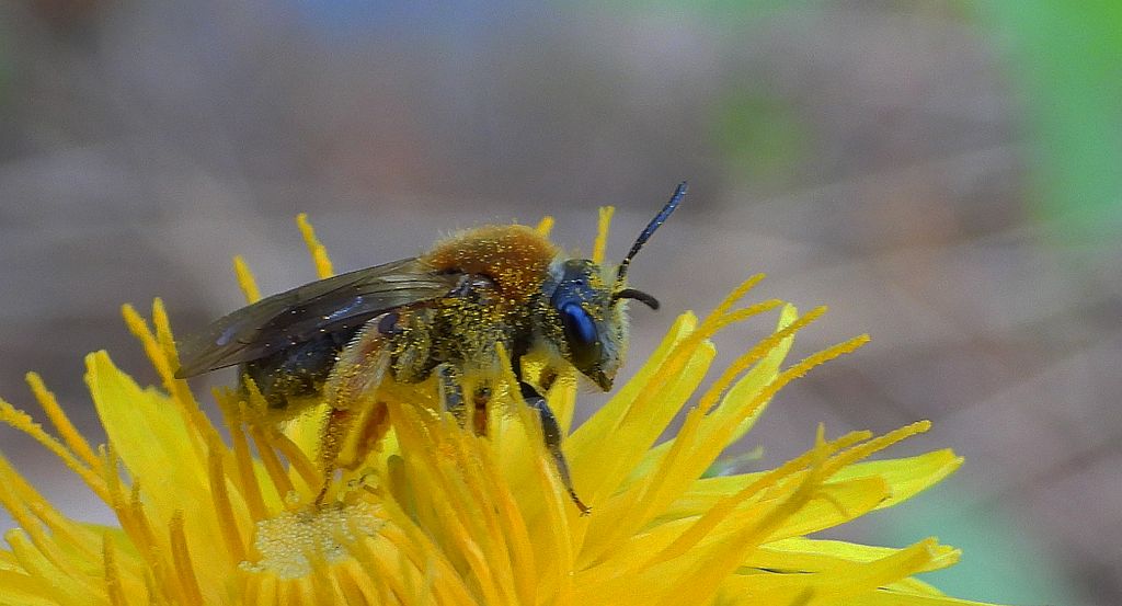 Pszczolinka wiosenna (Andrena haemorrhoa)