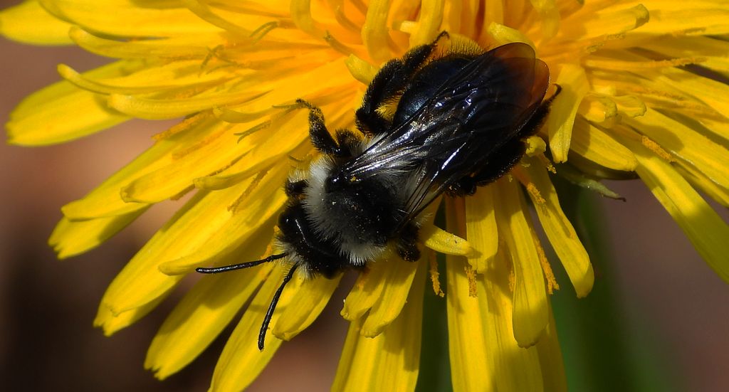 Pszczolinka niebieskawa (Andrena cineraria)