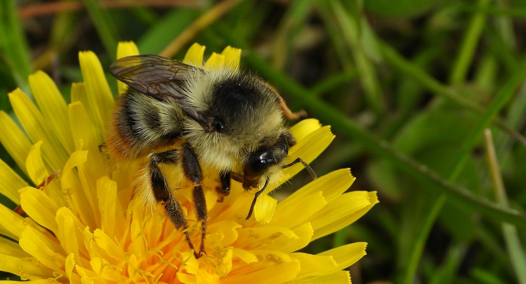 Trzmiel rudoszary, trzmiel leśny (Bombus sylvarum)