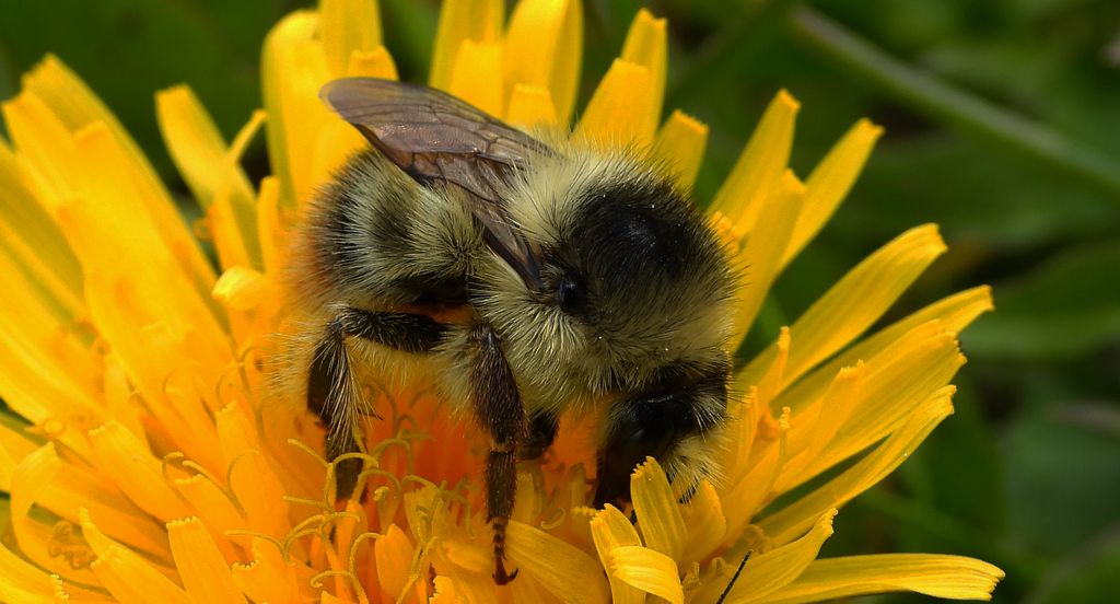 Trzmiel rudoszary, trzmiel leśny (Bombus sylvarum)